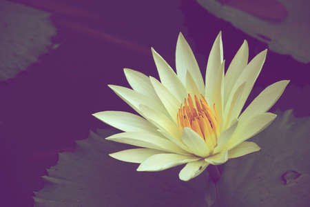 water lily vintageの写真素材