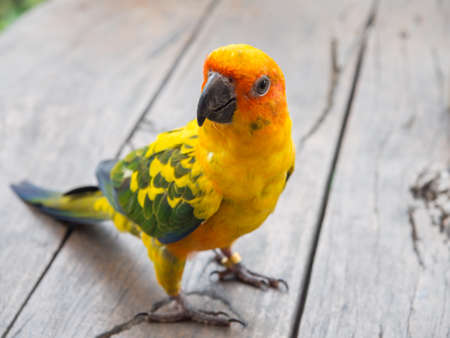 budgie on wood deskの写真素材