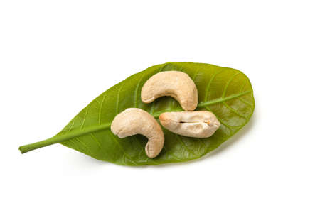 cashew with leavesの写真素材