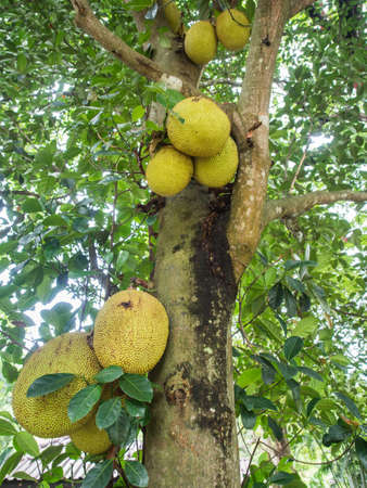jackfruit treeの写真素材