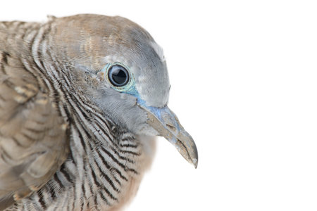 mourning dove isolated on whiteの写真素材