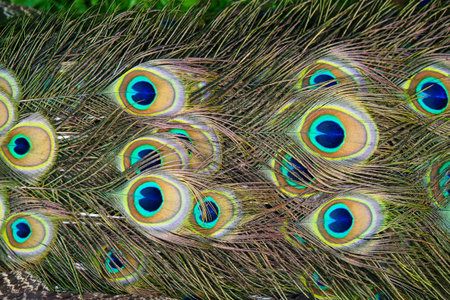 peacock feathersの写真素材