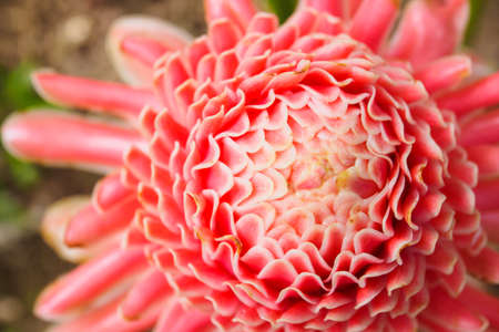 torch ginger flower, etlingera elatiorの写真素材