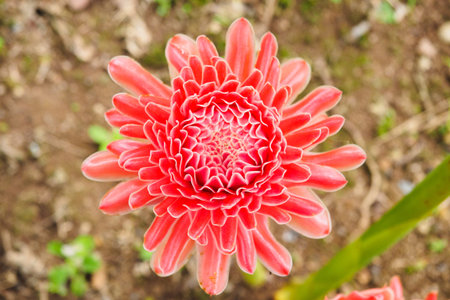 torch ginger flower, etlingera elatior