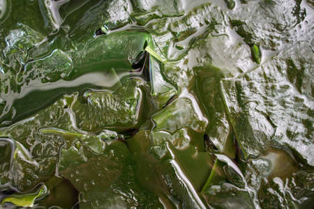 Soak seaweedの写真素材