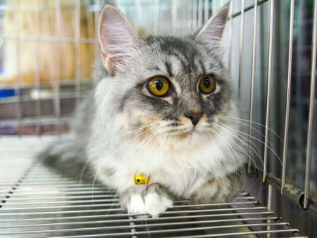 cats in kennel cageの写真素材