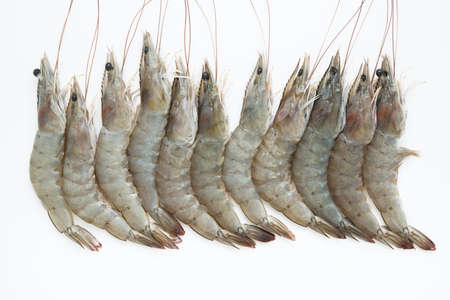 row of raw shrimp isolated on whiteの写真素材