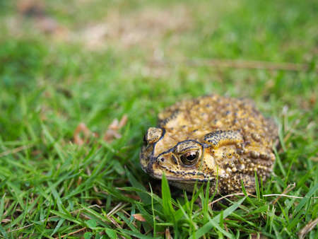 green toad on the grass fieldの写真素材