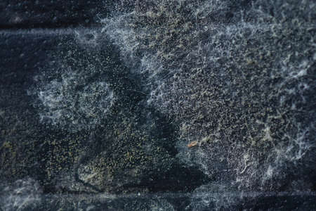 fungusの写真素材