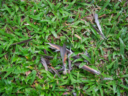 feather of dead bird on grass fieldの写真素材