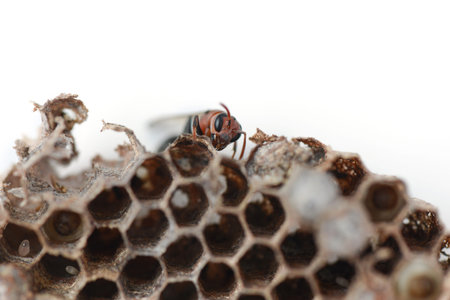 wasp nest with Insect larvaeの写真素材