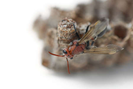 wasp nest with Insect larvaeの写真素材