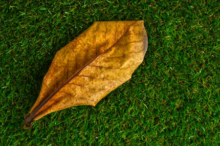dry terminalia catappa leaf on grass fieldの写真素材
