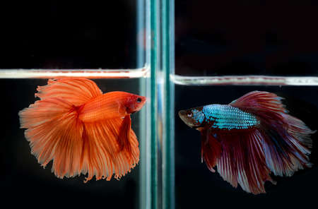 siamese fighting fish confrontingの写真素材