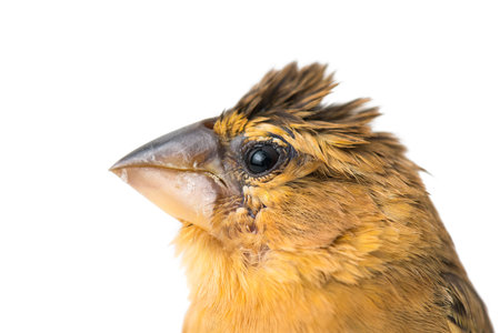 young bird