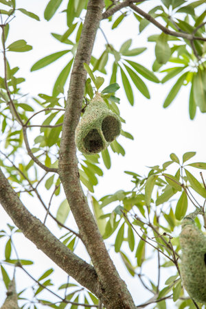 weaver nest on treeの写真素材