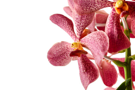 orchid flower isolated on white