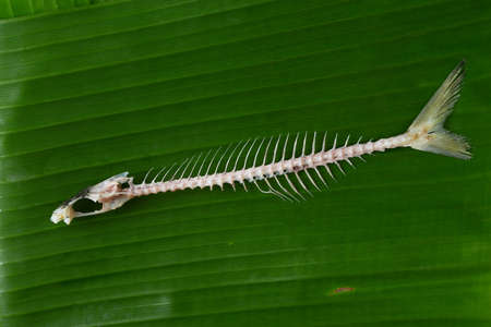 fishbone on green banana leafの写真素材
