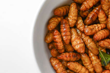 fried insects in cup on whiteの写真素材