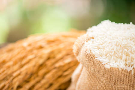 white rice in burlap sack with rice grainの写真素材
