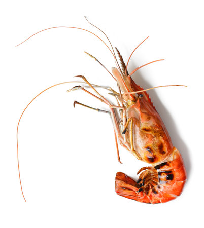 grill shrimp isolated on whiteの写真素材