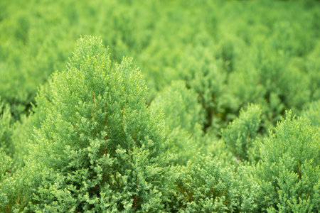 pine bush in the garden