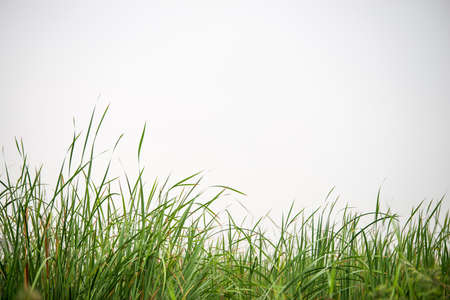 green grass isolated on white backgroundの写真素材