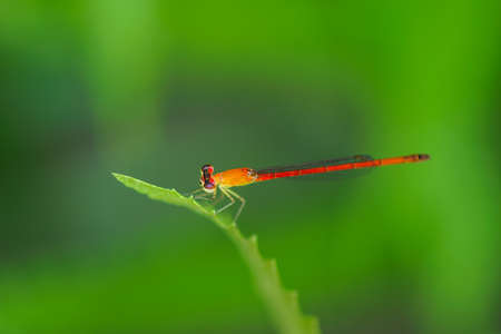 red damselfly on the leafの写真素材
