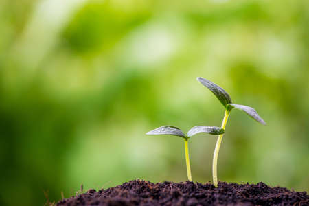 green sprout seedの写真素材