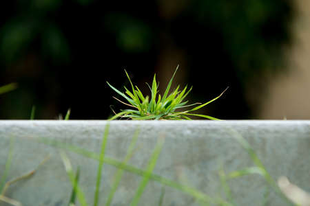 green grass on concrete floorの写真素材