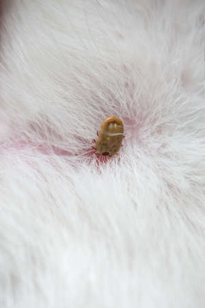 tick on a dog skinの写真素材
