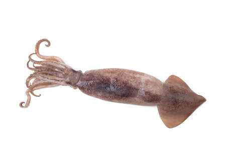 fresh squid isolated on whiteの写真素材