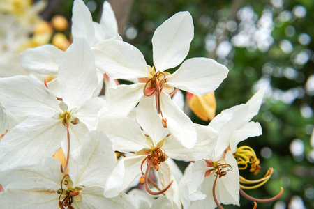 rainbow white and yellow shower flower on treeの写真素材