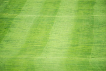 green natural grass of a golf fieldの写真素材
