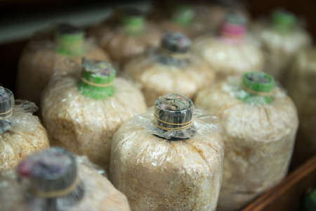 mushroom bottles growing in farmの写真素材