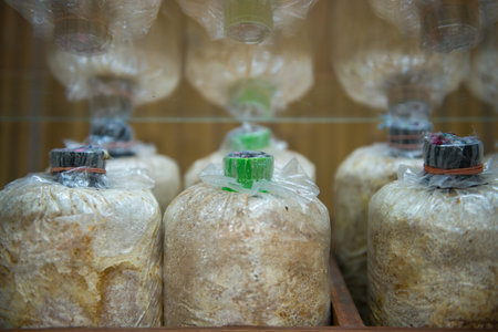 mushroom bottles growing in farm