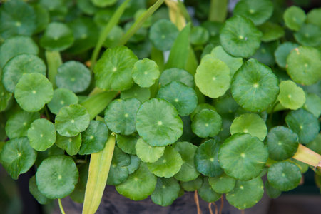 Asiatic leaf centella leaves, or Indian pennywort