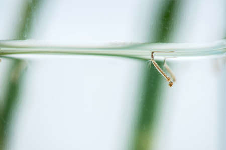 mosquito larvae in waterの写真素材
