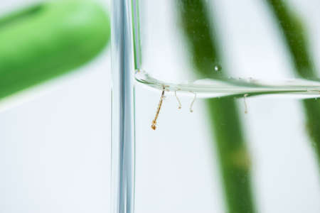 mosquito larvae in waterの写真素材