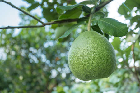 pomelo treeの写真素材
