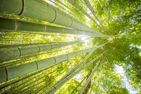 low angle view of bamboo forest