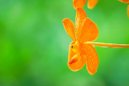 orange orchid flower agains green backgorundの写真素材
