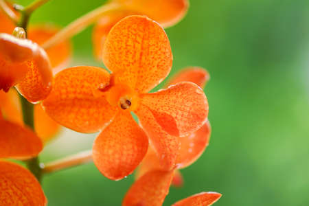 orange orchid flower agains green backgorundの写真素材