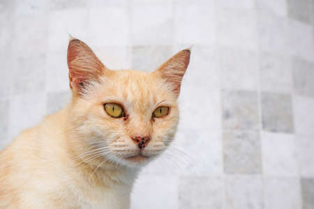 bengal cat in light brown are lookingの写真素材