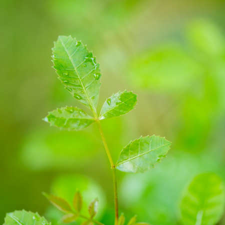 Brazilian pepper treeの写真素材