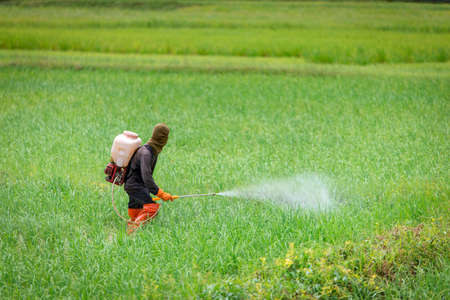 farmer spraying insecticides in rice farmの写真素材