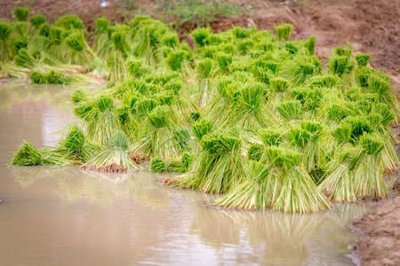 rice seedling in paddy farmの写真素材