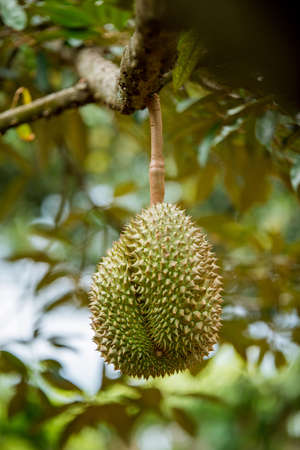 Fresh durian on tree in Thailand fruit farmの写真素材