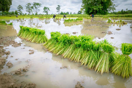 rice seedling with farmer planting rice in paddy farmの写真素材
