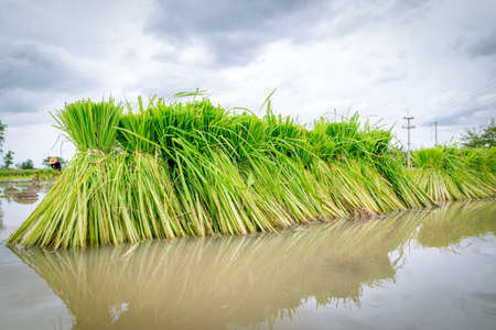 rice seedling in paddy farmの写真素材
